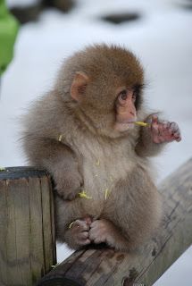 Japan Journal, Monkey Pet, Funny Animal Pics, Funny Pet Costumes, Japanese Snow, Japanese Alps, Snow Monkeys, Snow Monkey