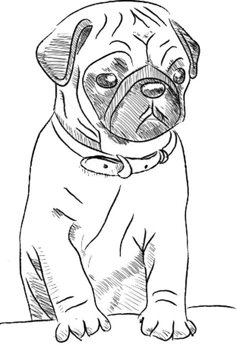 Pug Coloring Pages - Best Coloring Pages For Kids Funny Pug Pictures, Funny Pug Videos, Pug Gifs, Pug Wallpaper, Dog Drawing Simple, Pug Tattoo, Puppy Sketch, Puppy Coloring Pages, Pug Pictures