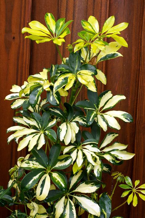 Yellow Flowers Names, Umbrella Plant Care, Schefflera Plant, Indoor Tropical Plants, Umbrella Plant, Taman Air, Indoor Oasis, Umbrella Tree, نباتات منزلية