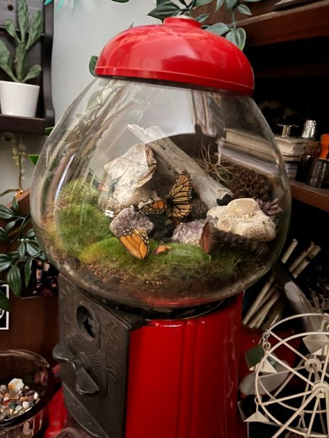 Cutestudios crafts: gumball machine dead terrarium #gumballmachine #terrarium #deadterrarium #gumballmachineterrarium #plants #butterfly #amethyst #crystals #bones #boho #indie #grunge #hippy #bedroom #diy #vintage #retro #funky Gumball Machine Fish Tank, Gumball Machine Terrarium, Gumball Machine Decor, Gumball Machine Ideas, Gumball Machine Diy, Crystal Terrarium Diy, Butterfly Terrarium, Gumball Machine Craft, Vintage Gumball Machine