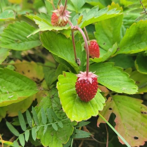 It's October and the alpine strawberry plants are still giving us strawberries 🥲 . . . #alpinestrawberries #garden #gardenmagic #strawberries #strawberry #homestead #fall Alpine Strawberry, Alpine Strawberries, Strawberry Plants, Strawberries, Plants, Quick Saves