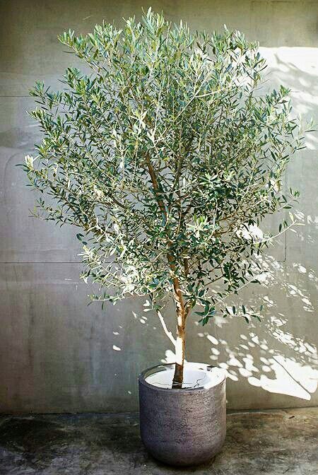 Indoor Olive Tree, Olivier En Pot, Potted Olive Tree, Potted Plants Outdoor, Indoor Trees, Urban Gardening, Potted Trees, Roof Garden, Foliage Plants