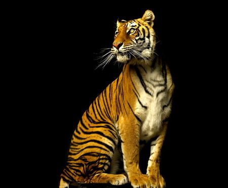 Tiger Pictures, Tiger Tiger, Animal Character, A Tiger, Large Cats, Leopards, Animal Photo, Beautiful Cats, Big Cats