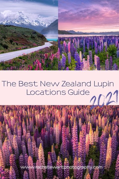 Lupin flowers in New Zealand, Mount Cook, Lake Tekapo, Russell Lupins New Zealand Spring, Beautiful New Zealand, Lupine Flowers, Mount Cook, New Zealand Landscape, Queenstown New Zealand, New Zealand Travel, Queenstown, Travel Inspo