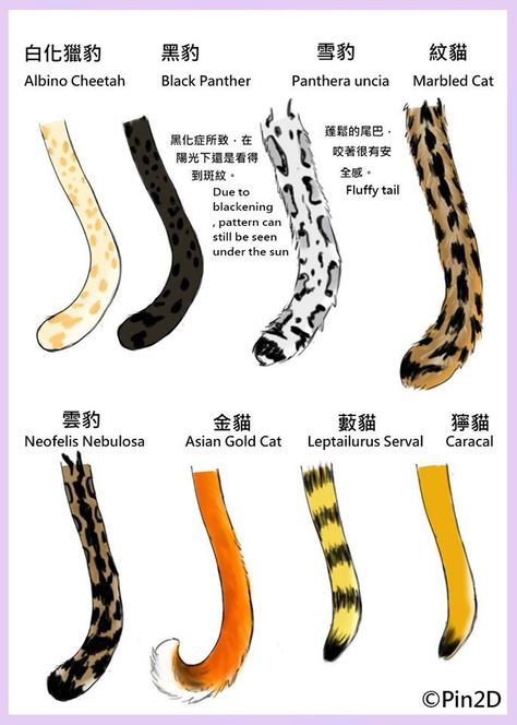 Cat Tail Drawing Reference, Leopard Ears, Cat Ears And Tail, How To Draw Ears, Cat Drawing Tutorial, Animal Tails, Cat Ball, Cat Tail, Coloring Tutorial