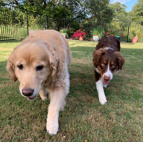 Australian Shepherd And Golden Retriever Together, Golden Retriever Mixed With Aussie, Golden Retriever And Australian Shepherd, Border Collie And Golden Retriever, Australian Shepherd And Golden Retriever, Golden Retriever Australian Shepherd, Lion Man, Puppy Mix, Preppy Dog