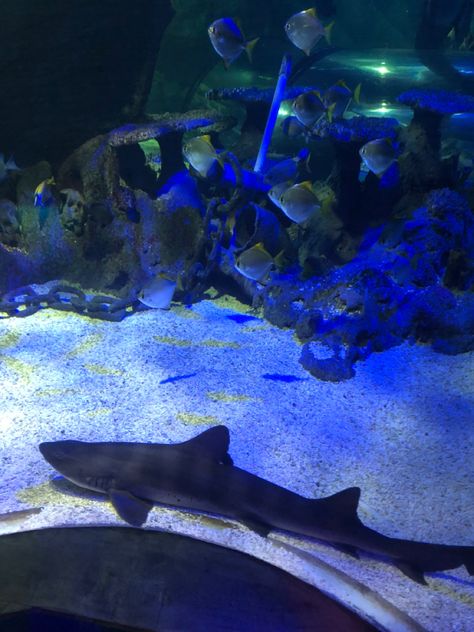 Pet Shark Aquarium, Shark In Aquarium, Sealife Aquarium, Shark Aquarium, Pet Shark, Shark Pictures, Lovely Creatures, Aquatic Animals, Marine Biology