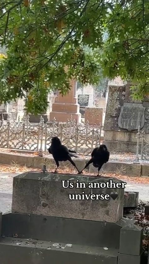 All Posts • Instagram Two Crows, In Another Universe, Another Universe, Being In Love, Next Tattoo, Funny Birds, Two Birds, Silly Animals, Cute Wild Animals