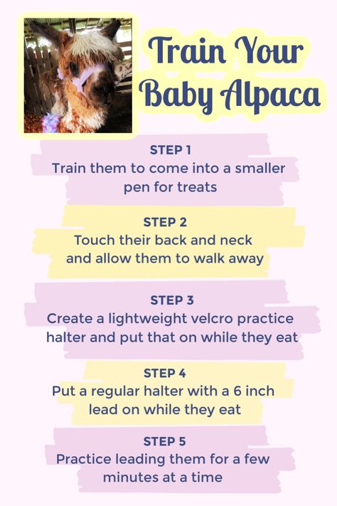 Alpaca Barn Ideas, Alpaca Pen Ideas, Alpaca Enclosure, Alpaca Farming, Alpaca Facts, Fiber Farm, Alpaca Pictures, Homesteading Animals, Raising Farm Animals