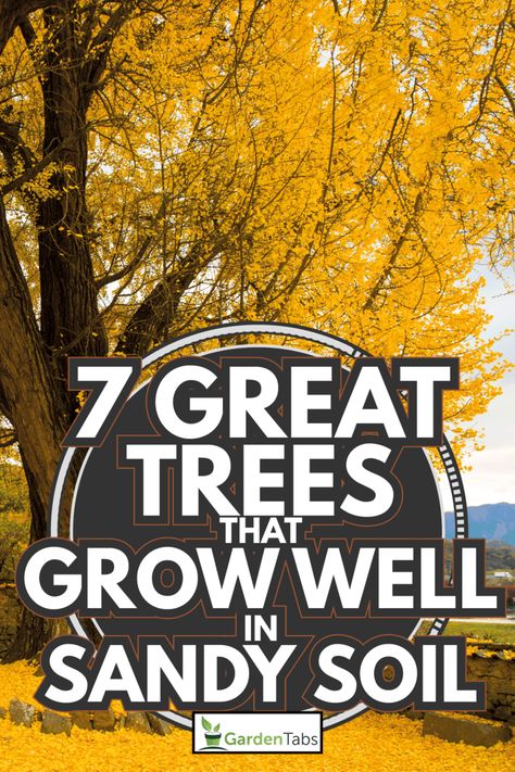 7 Great Trees That Grow Well In Sandy Soil Sandy Soil Gardening, Sandy Soil Landscaping, Best Shade Trees, Planting In Sandy Soil, Fast Growing Privacy Shrubs, Shrubs For Privacy, Soil Texture, Natural Fence, Fast Growing Trees