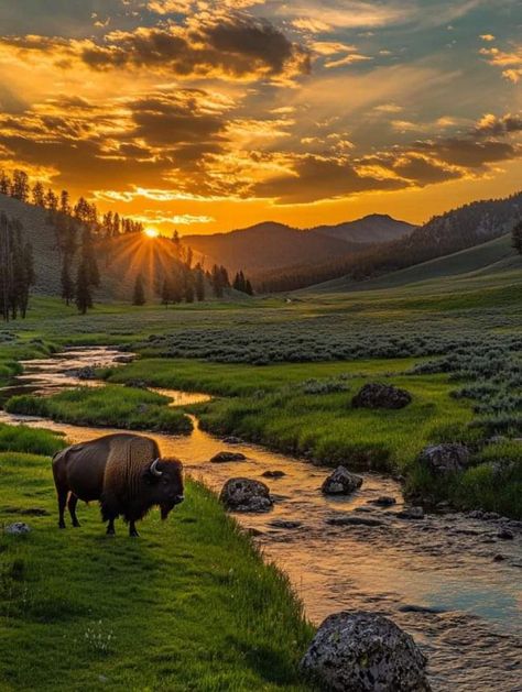 Yellowstone National Park Aesthetic, Yellowstone Landscape, Yellowstone Aesthetic, National Park Aesthetic, Yellowstone National Park Photography, Landscape References, Vintage Booth, Park Aesthetic, National Parks Photography