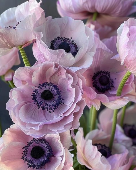 Pink Anemone Flower, Anemone Flower Aesthetic, Anemone Varieties, Panda Anemone, Anemone Wedding, Anemone Flowers, Strange Flowers, Aisle Flowers, Macro Flower