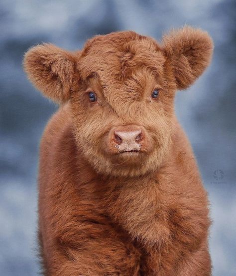 Mini Cows, Fluffy Cows, Cow Pictures, Brown Cow, Baby Animals Pictures, Baby Cows, Trondheim, Stavanger