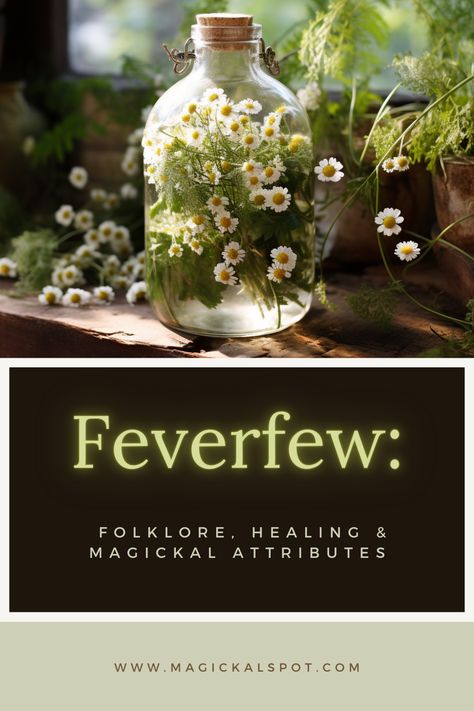 Explore the magic of Feverfew in folklore, healing, and mystical practices! 🌼 This article delves into the history, legends, and significance of Feverfew in various traditions. Discover its powerful healing properties for ailments such as migraines and arthritis. Learn how to use Feverfew in spells, rituals, and spiritual practices. Unlock the secrets of this fascinating herb and its enchanting attributes. 🌿✨ #feverfew #folklore #healing #magick #herbalism Flower Of Healing, Feverfew Magical Properties, Feverfew Uses, Feverfew Benefits, Herb Preservation, Magical Herbs Witchcraft, Cleansing Spells, Herbs Witchcraft, Herbs Medicine