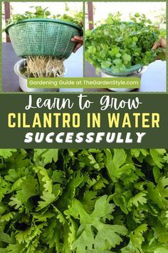 Growing Cilantro (Coriandrum sativum L) is not an easy task, as it is a bit tricky to get cilantro to grow in some types of soil. That’s why, in our article, we will explain how to grow cilantro in water (hydroponic, easy at home). You will see that growing cilantro in water is the best way to grow and regrow cilantro easily. Also, I have included a few tips for harvesting cilantro successfully. Check out our video tutorial and gardening guide to learn step-by-step how to grow cilantro in water and regrow it again! Visit TheGardenStyle.com for more garden ideas. Cilantro Seeds Planting, Vegetables That Grow In Water, How To Grow Basil From Clippings, How To Grow Herbs In Pots, How To Grow Cilantro Indoors, How To Grow Rice At Home, Herbs That Grow In Water, Cilantro Growing Tips, Grow Cilantro In Water