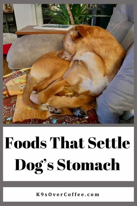 Foods That Settle Dog's Stomach - K9sOverCoffee Homemade Dog Food Recipes Sensitive Stomach, Treats For Dogs With Sensitive Stomach, Homemade Dog Food For Sensitive Stomachs, Dog Upset Stomach Remedies, Bland Diet For Dogs With Upset Stomach, Foods To Help Dog Digestion, Upset Stomach Food, Fresh Food Diet, Home Cooked Dog Food