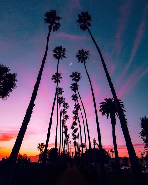 Tree Tattoo Chest, Palm Tree Quotes, Los Angeles Palm Trees, Los Angeles California Photography, Tree Branch Tattoo, Neon Palm Tree, Los Angeles Aesthetic, Hotel Bali, Tree Quotes