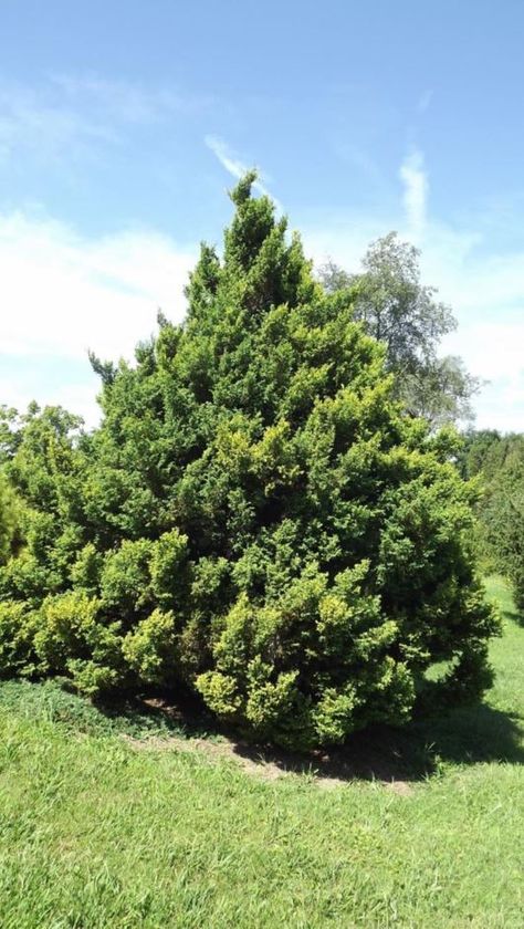 Chamaecyparis pisifera 'Plumosa Juniperoides' - juniper plume sawara false cypress | The Dawes Arboretum No Grass Yard, Chamaecyparis Pisifera, False Cypress, Border Plants, Evergreen Trees, Life Form, Common Names, Rock Garden, Deep Green