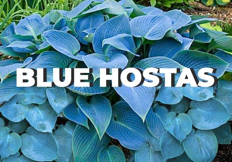 Hosta "Dancing in the Rain" review, information and description. Blue Hosta Landscaping, Types Of Hosta Plants, Purple Hosta Plants, Full Sun Hostas, Hostas Landscaping, Hostas For Shade, Types Of Hostas, Hosta Flower, Hosta Care