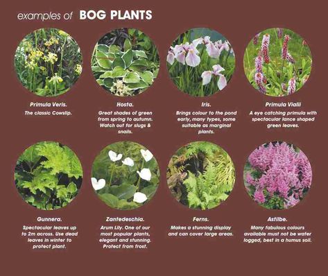 Bog Garden Plants Uk, Bog Plants Landscaping Ideas, Mini Bog Garden, Bog Plants Ponds, Marsh Plants, Wetland Landscape, Bog Gardens, Marsh House, Bog Witch