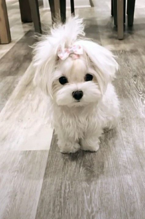 This is what a second chance can do for a dog. Fav Pet Dog, Dog With Pigtails, Rain Hairstyles, White Yorkie, Cute White Dog, Cute White Dogs, Dogs White, Cute Fluffy Dogs, Cute Small Dogs