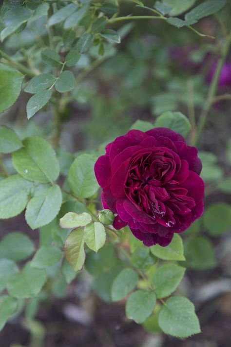 'Darcey Bussell' | Shrub.  English Rose Collection. David C. H. Austin (United… David Austin Rose Roald Dahl, Desdemona Rose David Austin, The English Roses Book, David Austin Patience Rose, David Austen English Roses, David Austin, David Austin Roses, English Roses, Austin