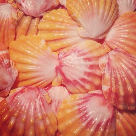 Close-up of Hawaiian Sunrise shells. They come from a type of small scallop native to the Hawaiian islands which lives in the deep waters around the islands. They are extremely rare and sacred shells, containing every color of the spectrum, but usually occur in yellow, orange, and red, echoing the sky in a magnificent Hawaii sunrise. They are often found at first light on the beach, when they glow under the luminescent clouds. They range in size from a dime to a silver dollar. Aesthetic Hawaii, Mermaid Aesthetic, She Sells Seashells, Malibu Barbie, Orange Beach, Summer Feeling, Summer Dream, Summer Girls, Summer Aesthetic