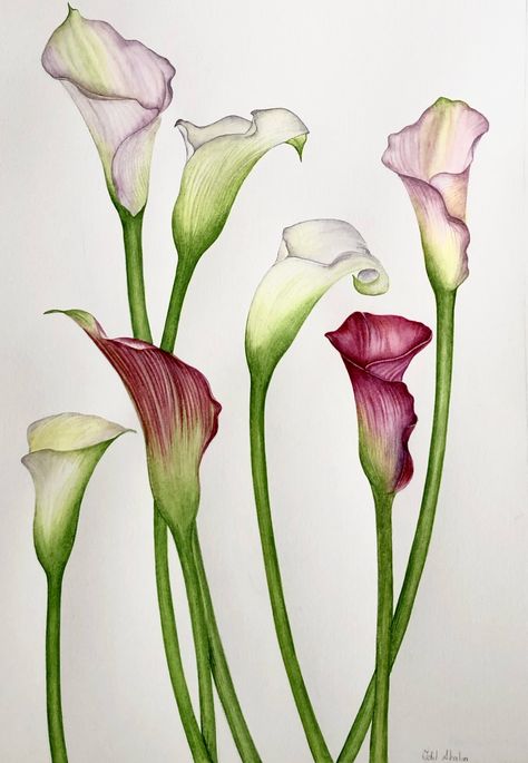 Calla Lilies Drawing, Cala Lily Drawings, Calla Lily Drawing, Lilly Flower Drawing, Calla Lily Painting, Calla Lily Art, Cala Lillies, Lilies Drawing, Purple Calla Lilies