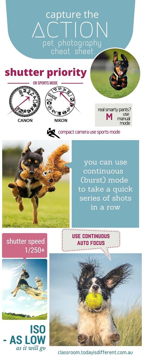 Cheat Sheet Photography, Chihuahua Photography, Pet Photography Ideas, Sheet Photography, Fujifilm Xt10, Animal Photography Dogs, Pet Photography Tips, Photography Lighting Setup, Camera Tips