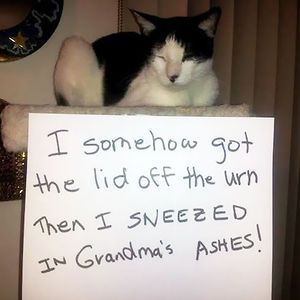 Cat Shaming Cat Shaming, Animal Shaming, Dog Shaming, Bad Cats, Silly Animals, Hamsters, Silly Cats, Cat Owners, Funny Animal Pictures