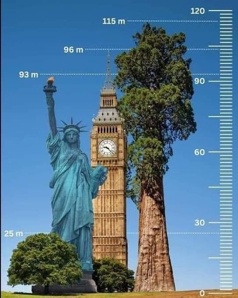 National Geographic | The tallest tree in the world, Hyperion, surpasses even famous landmarks like the Statue of Liberty and the Big Ben | Facebook تمثال الحرية, Coast Redwood, Redwood National Park, Redwood Forest, The Statue Of Liberty, Weird Science, Daily Pictures, Tall Trees, Famous Landmarks