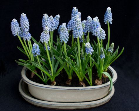 Best bulbs suitable for Indoor Forcing – Farmer Gracy Growing Bulbs Indoors, Bulb Forcing, Farmer Gracy, Bulb Planting, Iris Reticulata, Partial Shade Plants, Crocus Bulbs, Growing Bulbs, Black Thumb