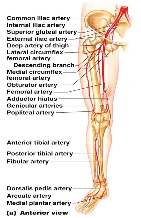 Leg arteries Uses For Vicks, Summer Health, Arteries And Veins, Doctor Advice, Lower Limb, Health And Fitness Magazine, Medical Anatomy, Healthy Diet Tips, Vicks Vaporub