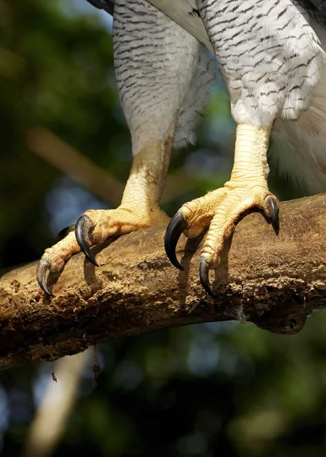 36 Harpy Eagle Facts: World's Most Powerful Eagle (Harpia harpyja) Eagle Facts, Amazon Rainforest Animals, Galapagos Island, Harpy Eagle, River Dolphin, Giant Animals, Amazon Jungle, Ecuador Travel, Rainforest Animals