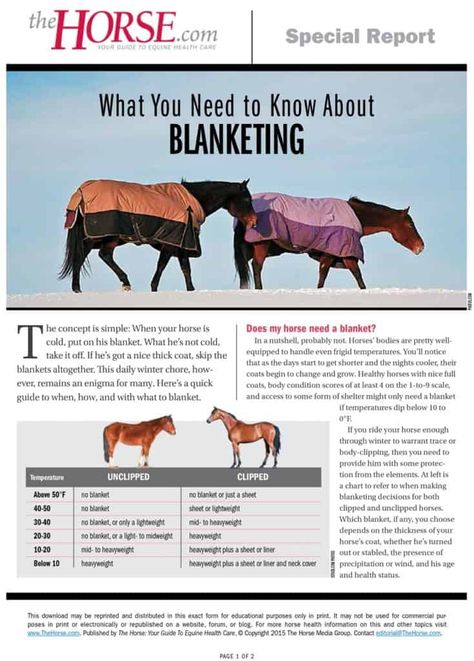 Horse Blanketing FAQs – The Horse Horse Conditioning Schedule, Horse Needs, Things To Do With Your Horse, Trail Riding Horses, Horse Training Exercises, Horse Information, Healthy Horses, Tennessee Walking Horse, Horse Exercises