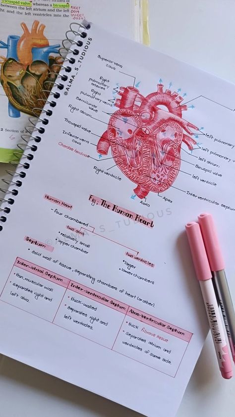 Anatomical Terminology Notes, Human Body Notes Aesthetic, Heart Information, Heart Study Notes, Heart Notes Aesthetic, Heart Diagram Aesthetic, Medicine Study Notes, Topics To Study, Heart Septum