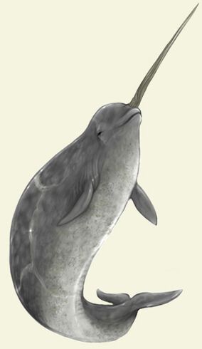 Narwhal Real, Narwal Tattoo, Narwhal Pictures, Narwhal Drawing, Narwhal Tattoo, Narwhal Art, Whale Art, Rare Breed, Narwhal