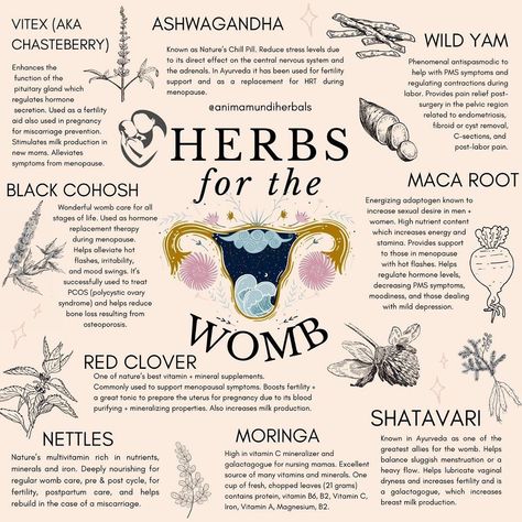 A N I M A M U N D I Apothecary on Instagram: “✨ Healing herbs for the womb 🌚✨and beyond! Raise your (🌿) if you love these powerful plant allies! Many, many others not mentioned that…” Fertility Help, دورة شهرية, Womb Healing, Medical Herbs, Magia Das Ervas, Magic Herbs, Menstrual Health, Feminine Health, Herbal Apothecary