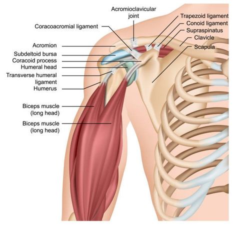 Muscle Diagram, Shoulder Anatomy, Bicep Exercises, Bigger Biceps, Shoulder Stretches, Shoulder Impingement, Biceps Brachii, Trigger Point Therapy, Frozen Shoulder