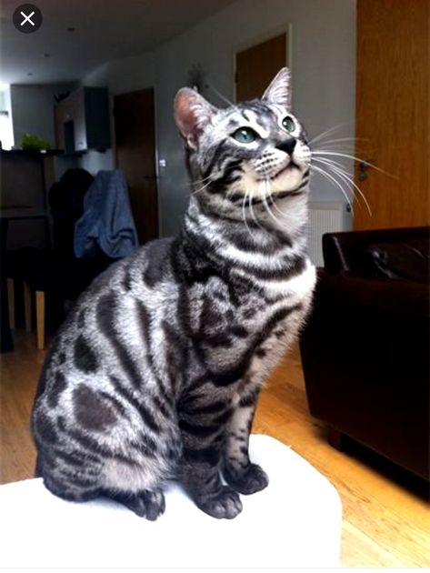 Silver charcoal Bengal Charcoal Bengal Cat, Charcoal Bengal, Silver Bengal Cat, Silver Bengal, Savannah Kitten, Asian Leopard Cat, American Shorthair Cat, Cat Poses, Egyptian Mau