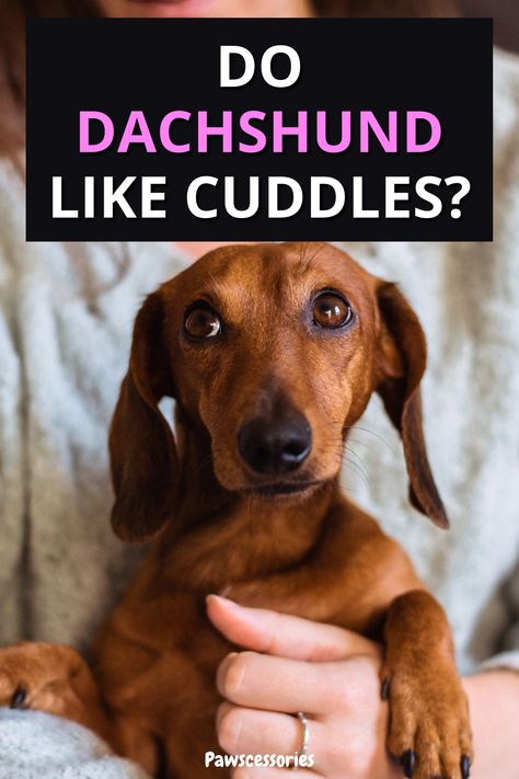 In this post we uncover the major benefits of cuddling, for both you and your dachshund, why your pup may not be interested in cuddling and the #1 reason why a dachshund would not want to be cuddled. Benefits Of Cuddling, Dachshund Bed, Dachshund Facts, Baby Dachshund, Cuddling On The Couch, Dog Ages, Dog Tips, Dachshund Puppy, Older Dogs