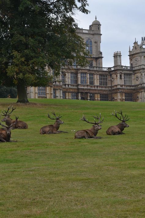 Mule Deer, Manx, England And Scotland, English Countryside, Alam Yang Indah, Nottingham, Pretty Places, Country Life, Siena