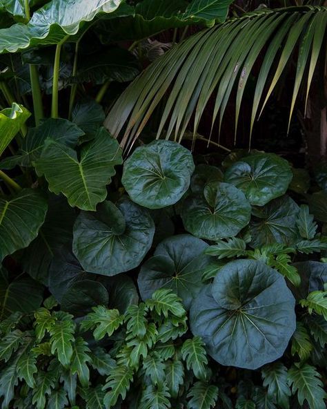 Exotic Nurseries on Instagram: "Green on Green on Green Philodendron Xanadu + Ligularia reniformis + Howea forsteriana + Alocasia macrorrhiza Palnts supplied by @exotic_nurseries Landscape by @cclandscapes Design @nelsonthomas___" Ligularia Reniformis, Howea Forsteriana, Alocasia Macrorrhiza, Philodendron Xanadu, Plant Palette, Green On Green, Dreamy Garden, Terrace Garden Design, Landscape Construction