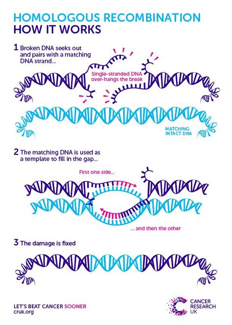 recombination Genetic Code, Molecular Genetics, Study Biology, Science Words, Dna Repair, Biology Lessons, Teaching Biology, Science Notes, Biology Notes