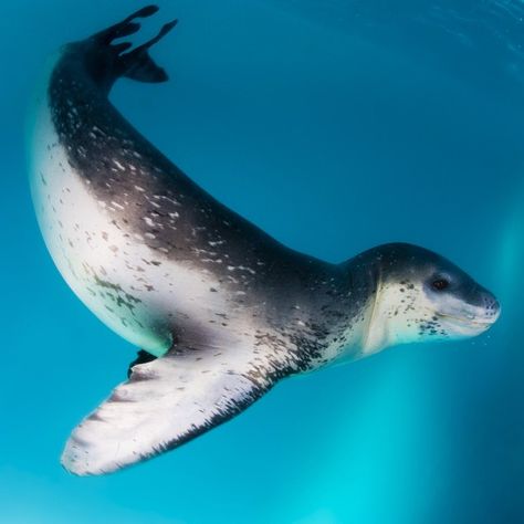 A leopard seal greeted @jenniferhayesig and i with loops and rolls as we rolled into explore an iceberg near Peterman Island #Antarctica. It is a gift to swim with these magnificent creatures in their world of ice in the #AntarcticPeninsula. #leopardSeal #GoToEdgeKeepGoing #RolexAmbassador @thephotosociety @the_explorers_club by daviddoubilet Leopard Seal, Marine Mammals, Sea Lion, Wild Nature, Animal Faces, Ocean Animals, Weird Animals, Lynx, Fantastic Beasts