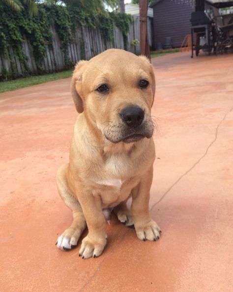 Pitbull / Golden retriever mix! (10 weeks old) #Herculesthegoldenpit  (weighing 20.2 lbs) Pitbull Golden Retriever Mix Puppy, Golden Retriever Pitbull Mix Puppies, Golden Pitbull, Pitbull Golden Retriever, Pitbull Mix Puppies, Rottweiler Training, Pit Bull Puppies, Alpha Dog, Monkeys Band