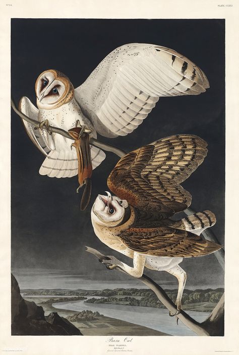 Barn Owl from Birds of America (1827) by John James Audubon (1785 - 1851 ), etched by Robert Havell (1793 - 1878). The original Birds of America is the most expensive printed book in the world and a truly awe-inspiring classic. | free image by rawpixel.com Barn Owl Art, Owl Posters, Owl Art Print, Audubon Birds, James Audubon, Birds Of America, Winslow Homer, Gray Owl, Vintage Apple