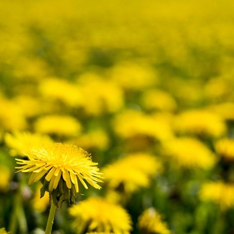 7 Surprising Facts About Dandelions Landscape Bricks, Dandelion Wine, Log Planter, Dry Sand, Invasive Plants, Dandelion Root, Dandelion Flower, Container Gardens, Aging Wood