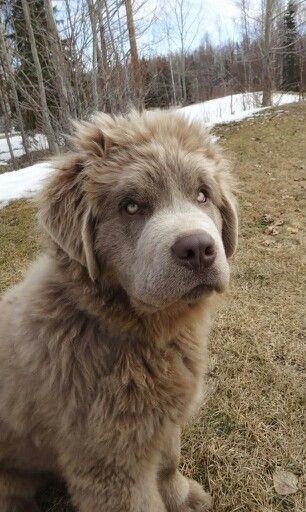 Rare silver colored Newfoundland puppy. It actually looks kind of sinister.. Newfoundland Dog Aesthetic, Massive Dog Breeds, Beautiful Dog Pictures, Newfoundland Dog Puppy, Newfoundland Puppy, Massive Dogs, Family Dogs Breeds, Best Dog Names, Newfoundland Dogs