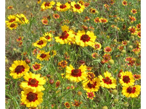 Coreopsis tinctoria  Coreopsis tinctoria Nutt. Plains coreopsis, Golden tickseed, Goldenwave, Calliopsis Asteraceae (Aster Family) USDA Symbol: COTI3 Plains Coreopsis, Coreopsis Tinctoria, Wildflower Gardens, Lady Bird Johnson Wildflower Center, Seed Collection, University Of Texas At Austin, Lady Bird Johnson, Seed Bank, Wildflower Garden